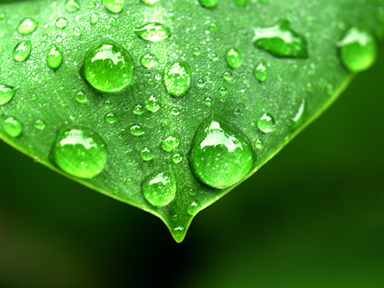 sfeerfoto zuiver water druppels blad 20160829 2